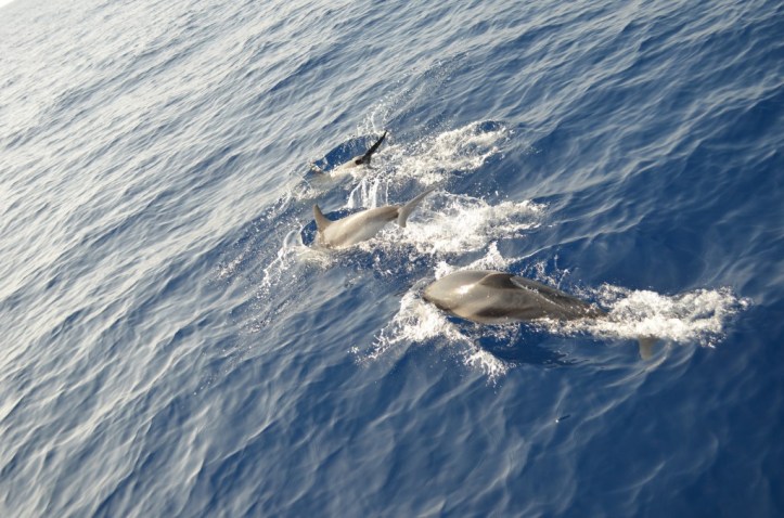 Dolphins_781