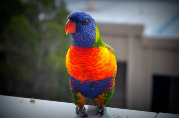 Lorikeets PottsP_739